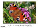 Peacock butterfly Inachis io